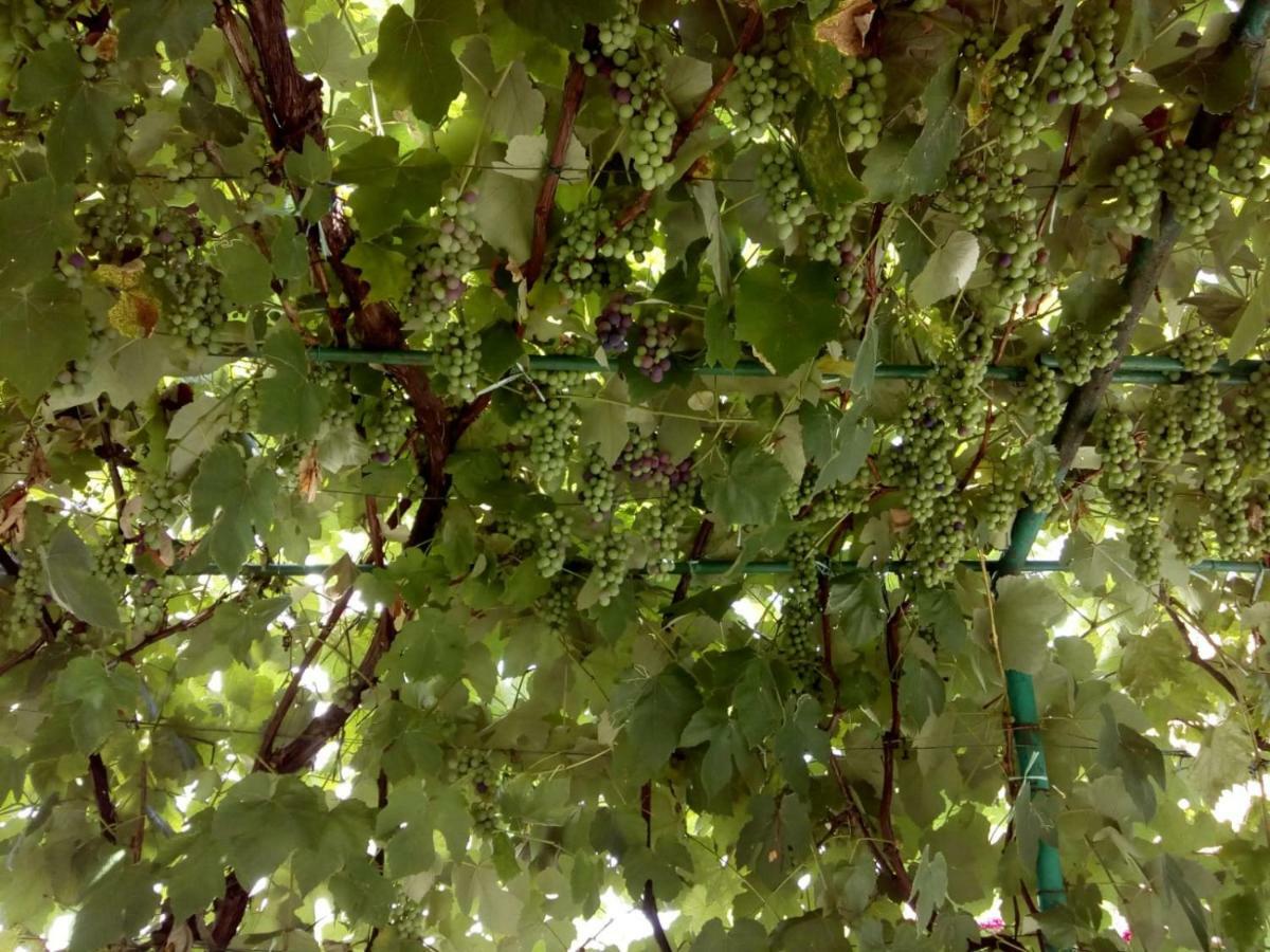 Apartman Teuta Zagabria Esterno foto